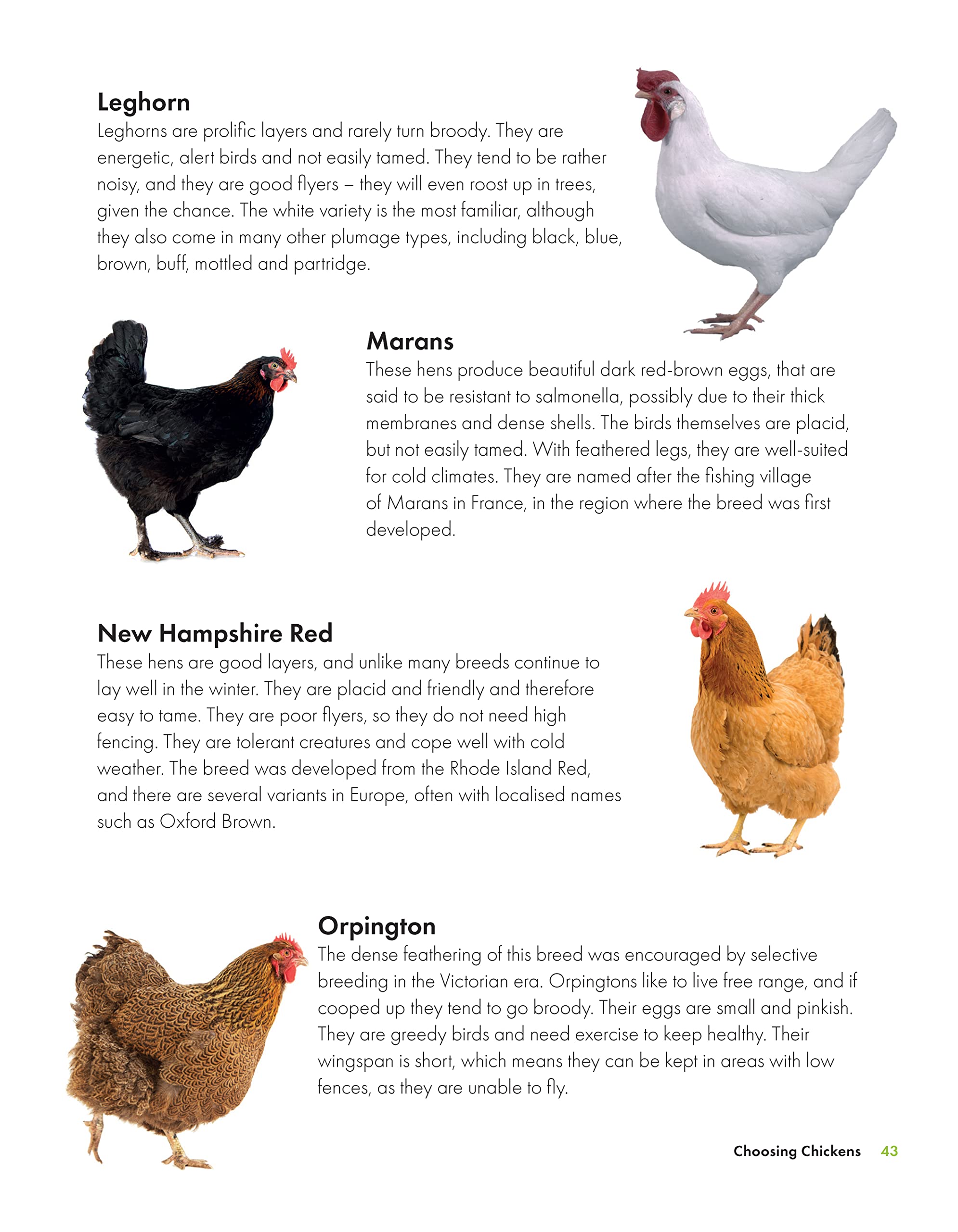0-what-the-cluck-the-omlet-guide-to-keeping-chickens-1.jpg
