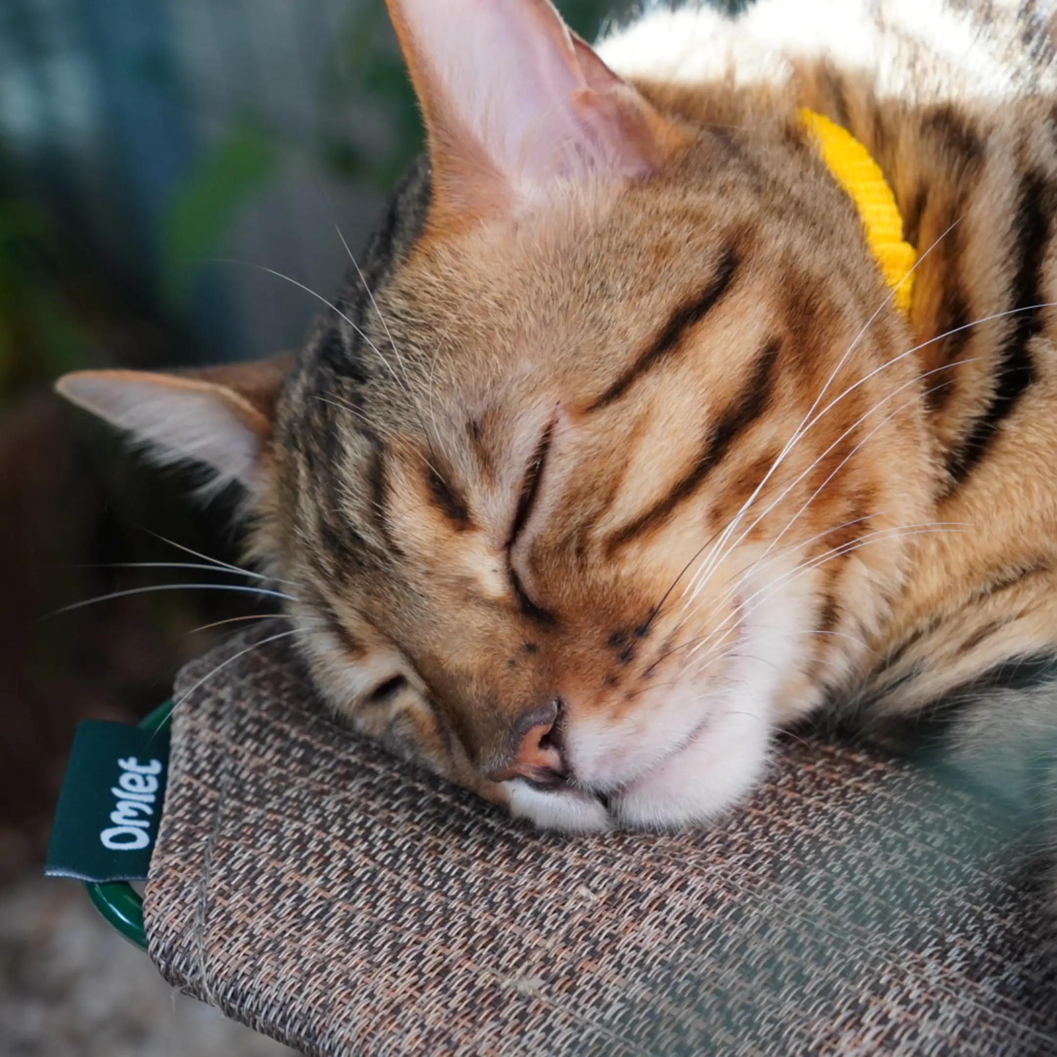 Outdoor Cat Shelf