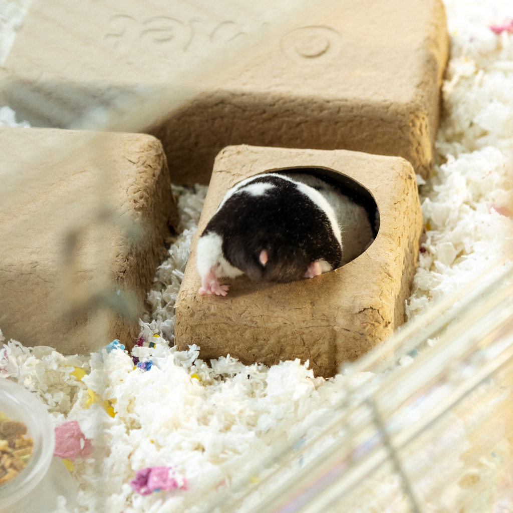 Compostable Hamster Chamber Hide - 3 Pack