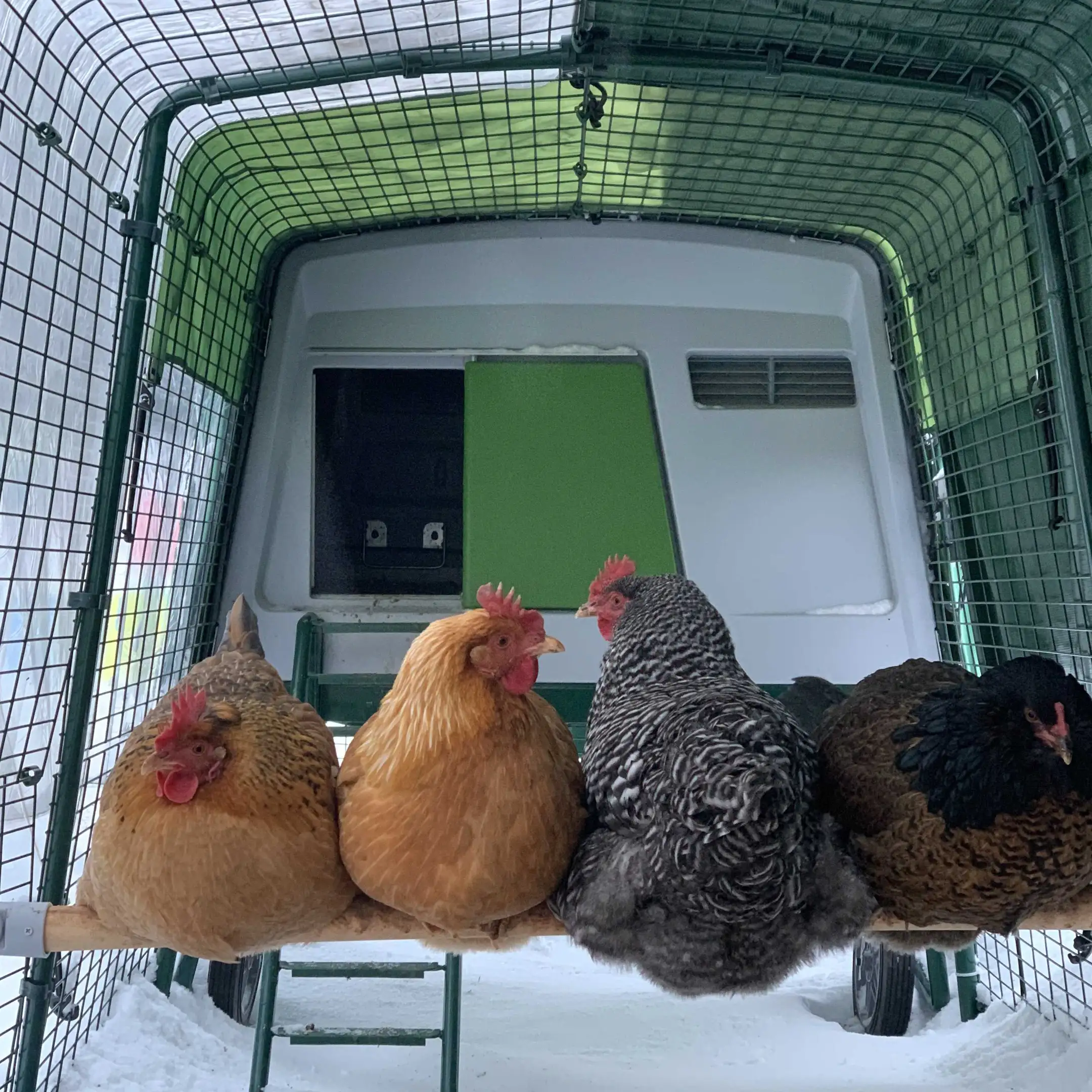 Omlet Chicken Perch - 3ft