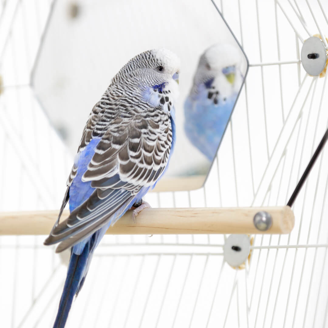 178-geo-bird-mirrors-pack-of-2-1.jpg