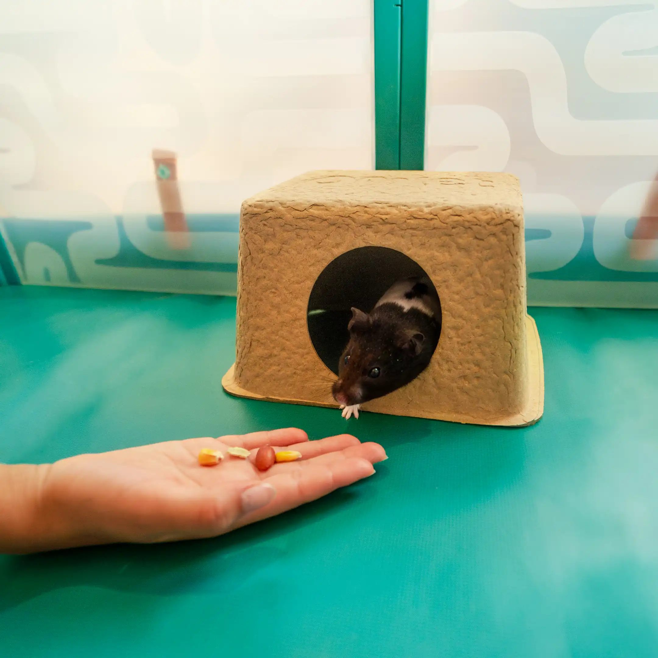Compostable Hamster Hide - 3 Pack