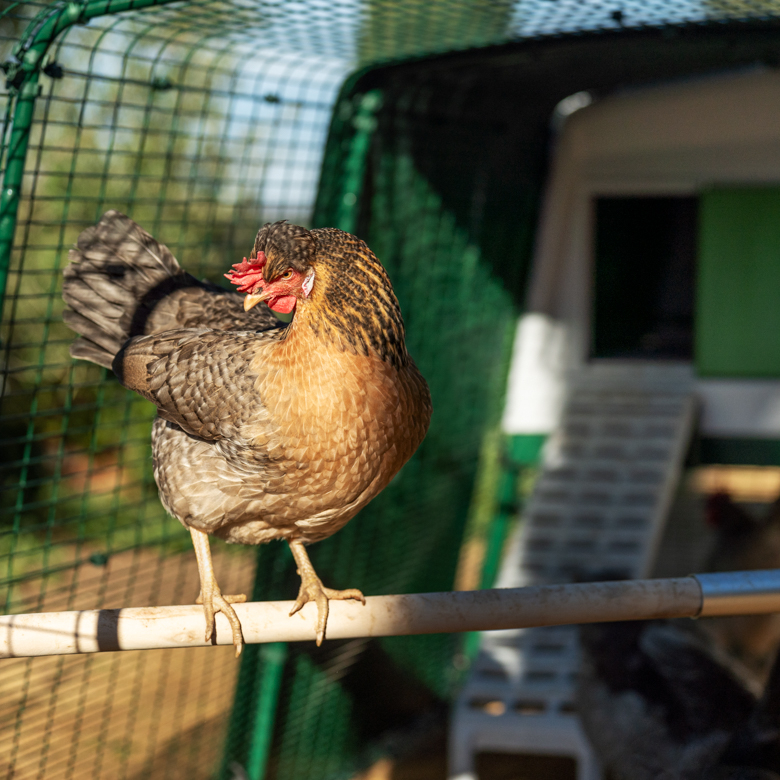Omlet Chicken Perch - 6ft