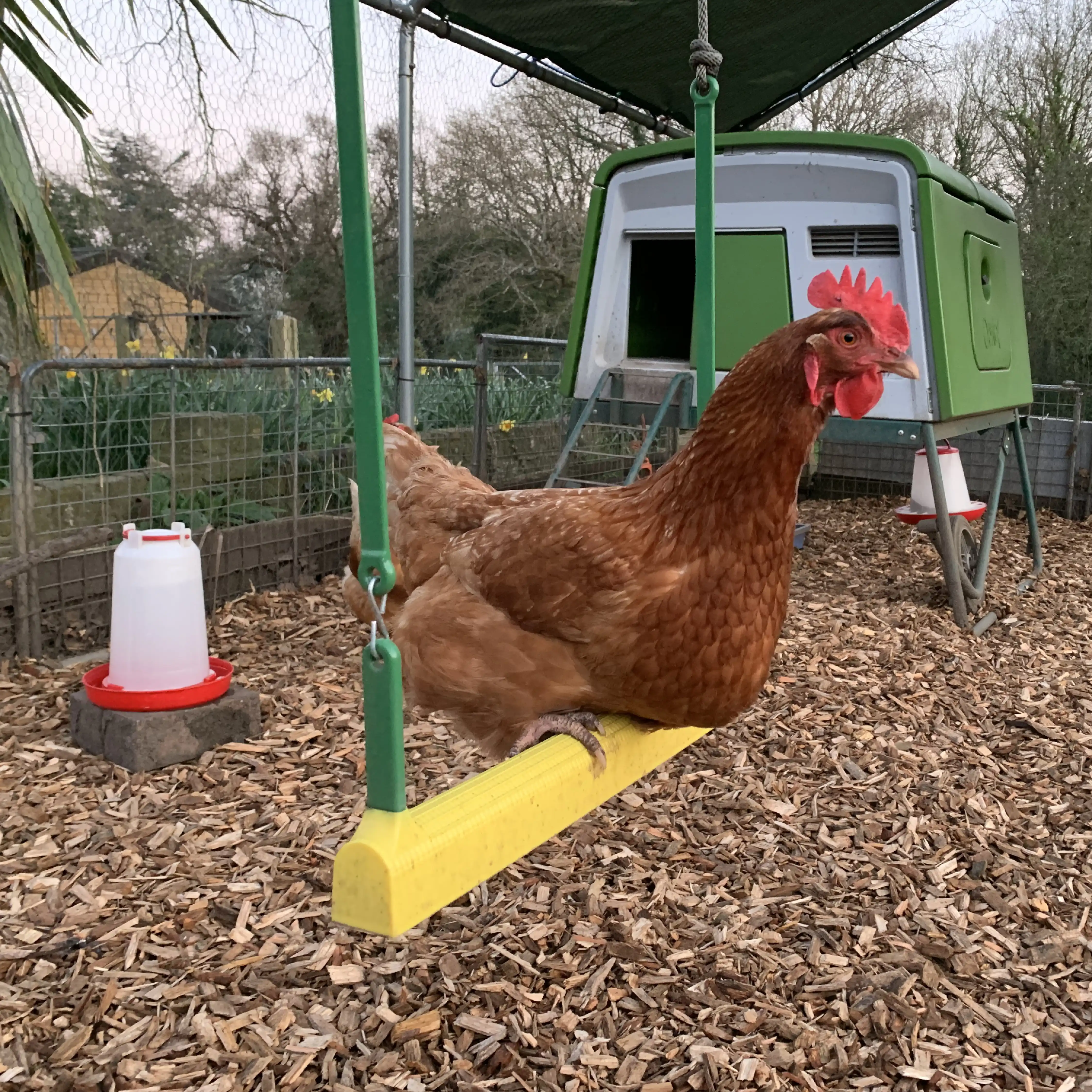 167-the-chicken-swing-1.jpg