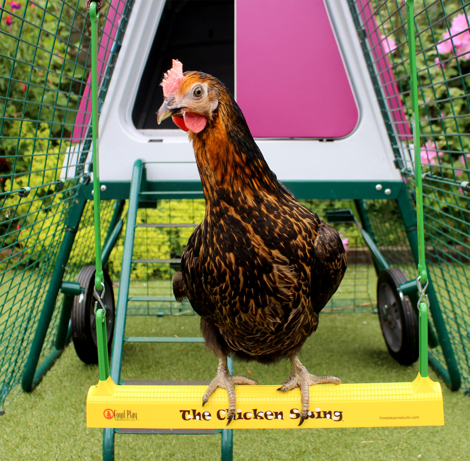 167-the-chicken-swing-1.jpg