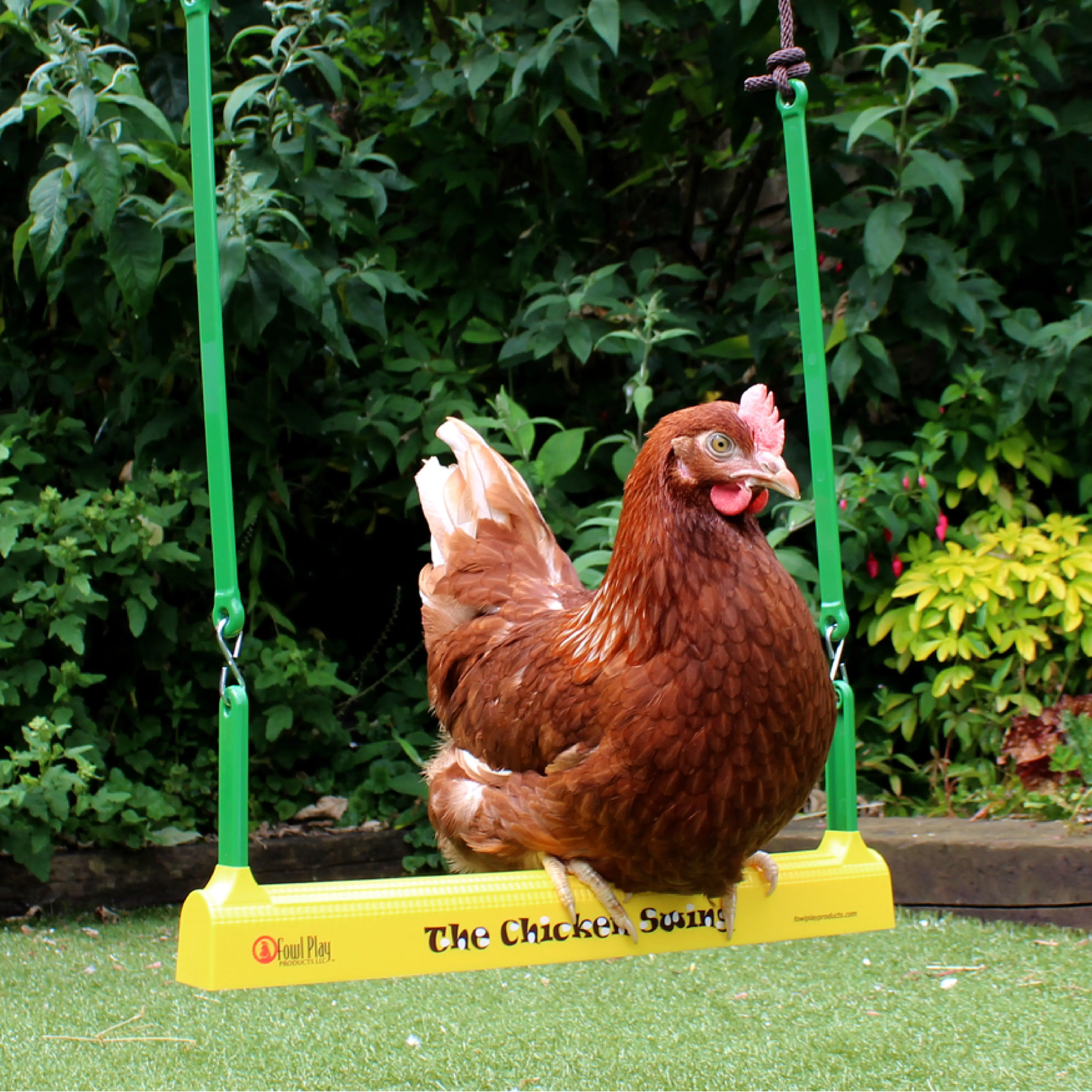 167-the-chicken-swing-1.jpg