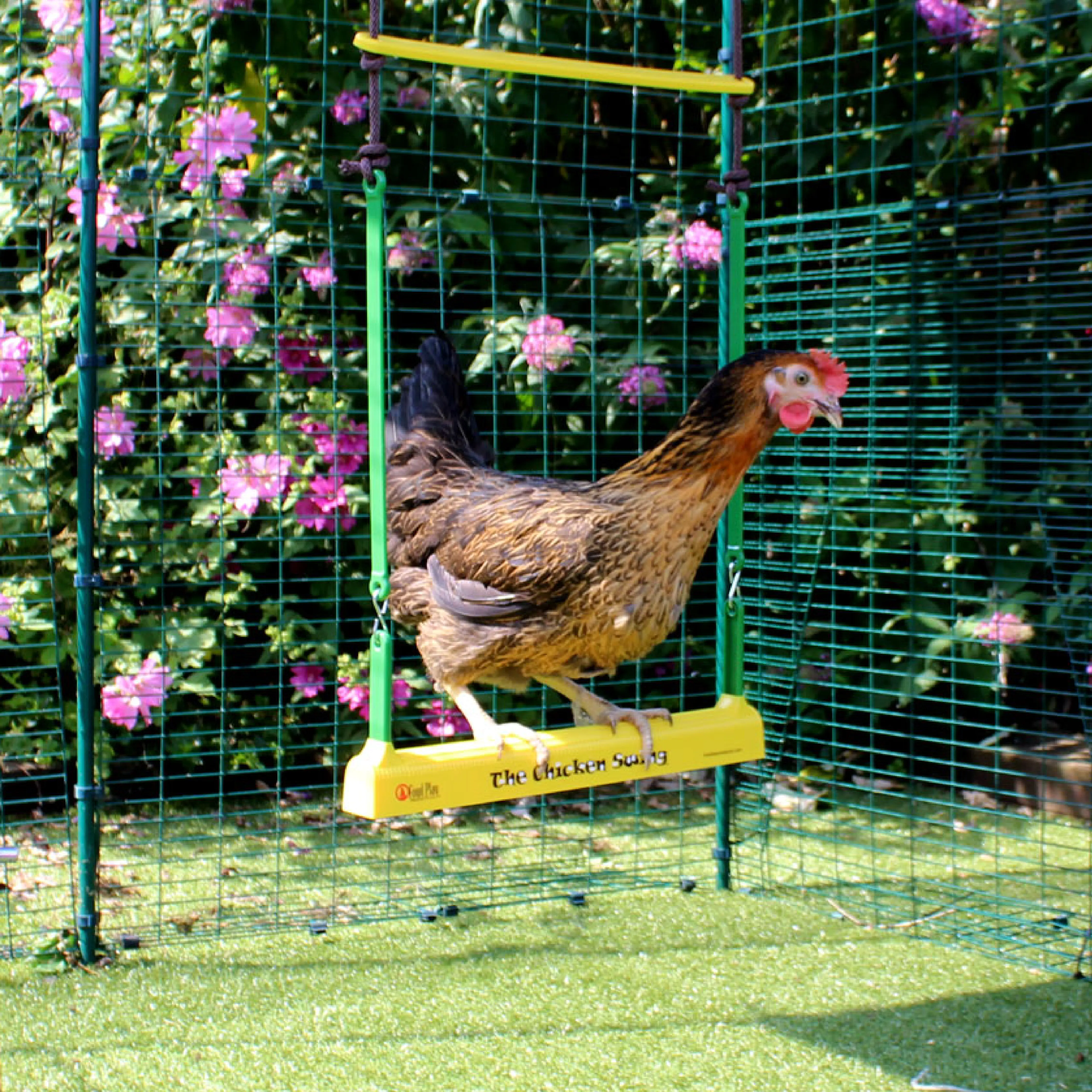 167-the-chicken-swing-1.jpg