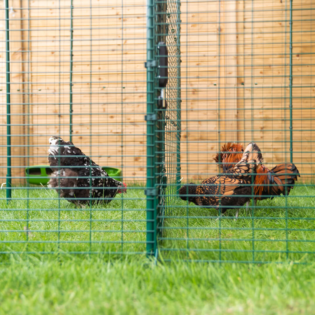 210-walk-in-chicken-run-12ft-x-15ft-1.jpg