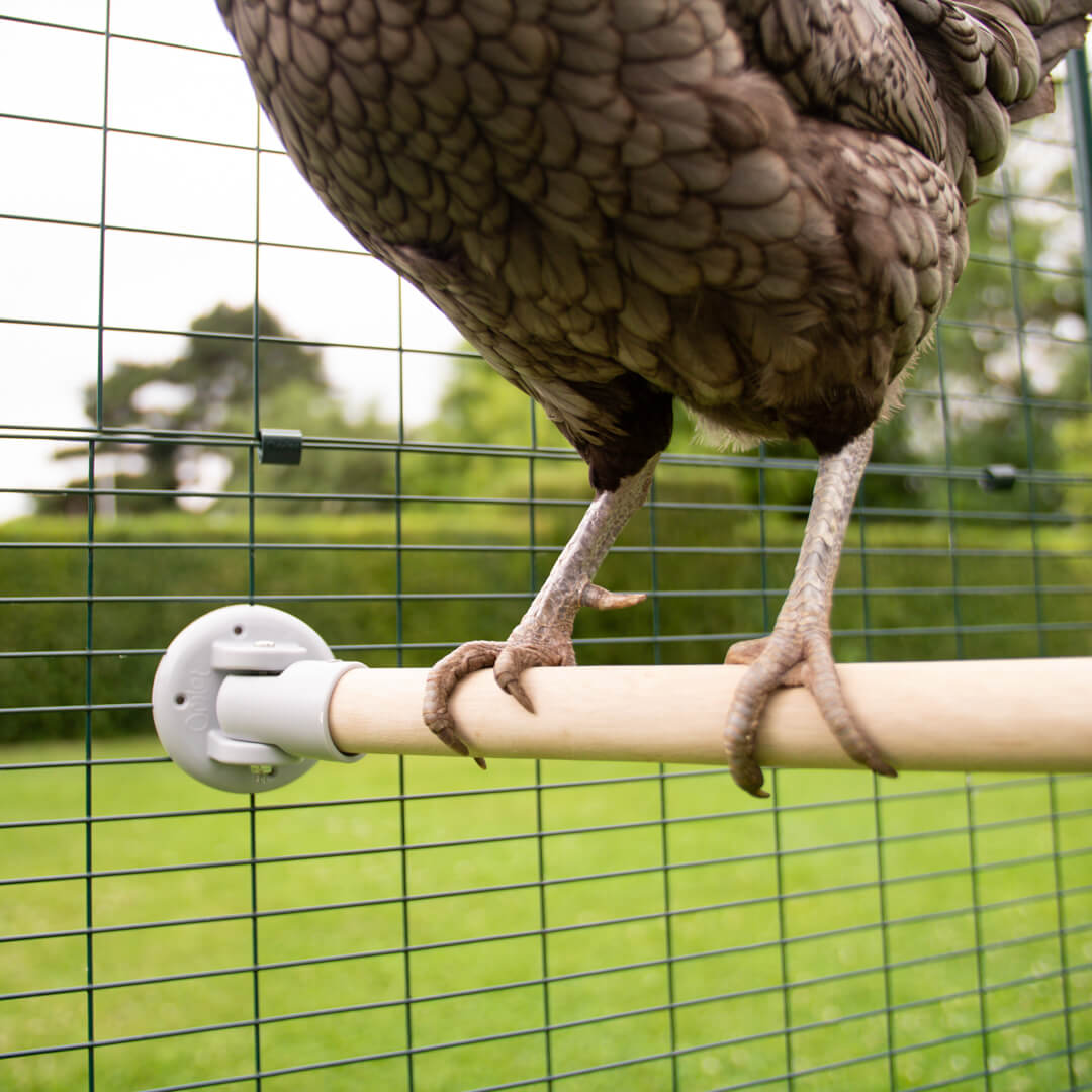 210-walk-in-chicken-run-12ft-x-15ft-1.jpg