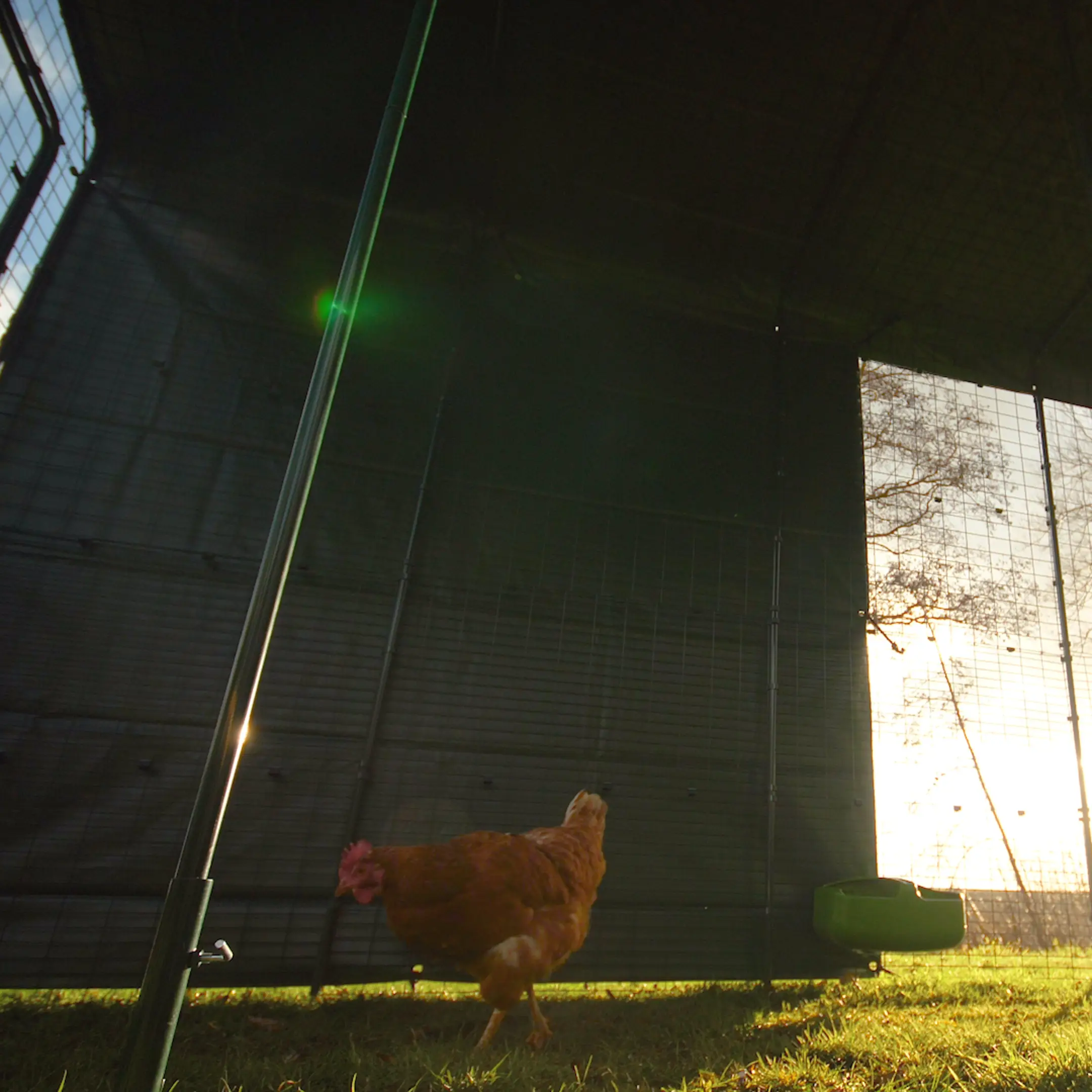 84-heavy-duty-chicken-run-cover-9ft-x-9ft-1.webp
