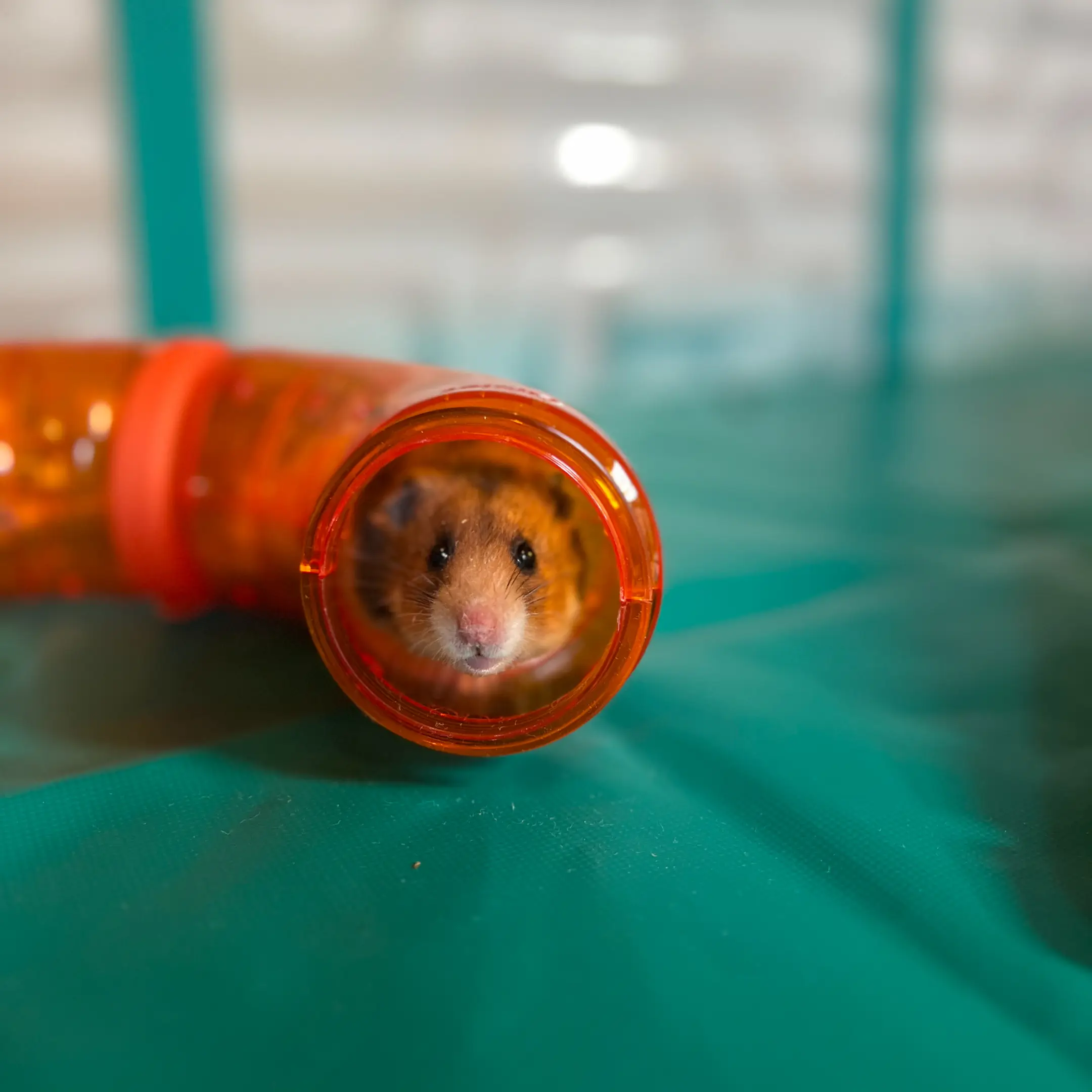 135-compostable-hamster-hide-3-pack-3.jpg