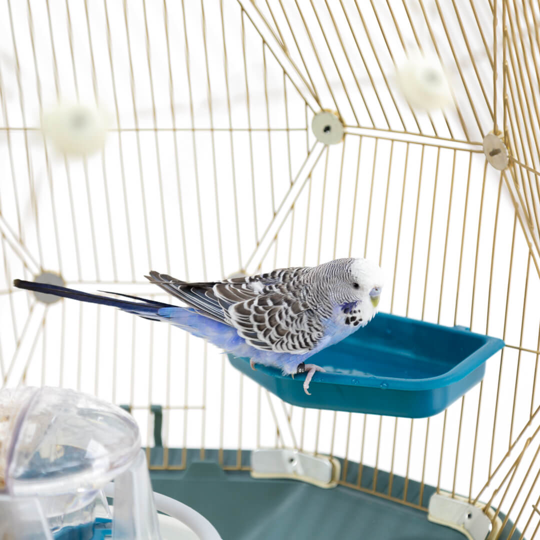 209-geo-bird-bath-1.jpg