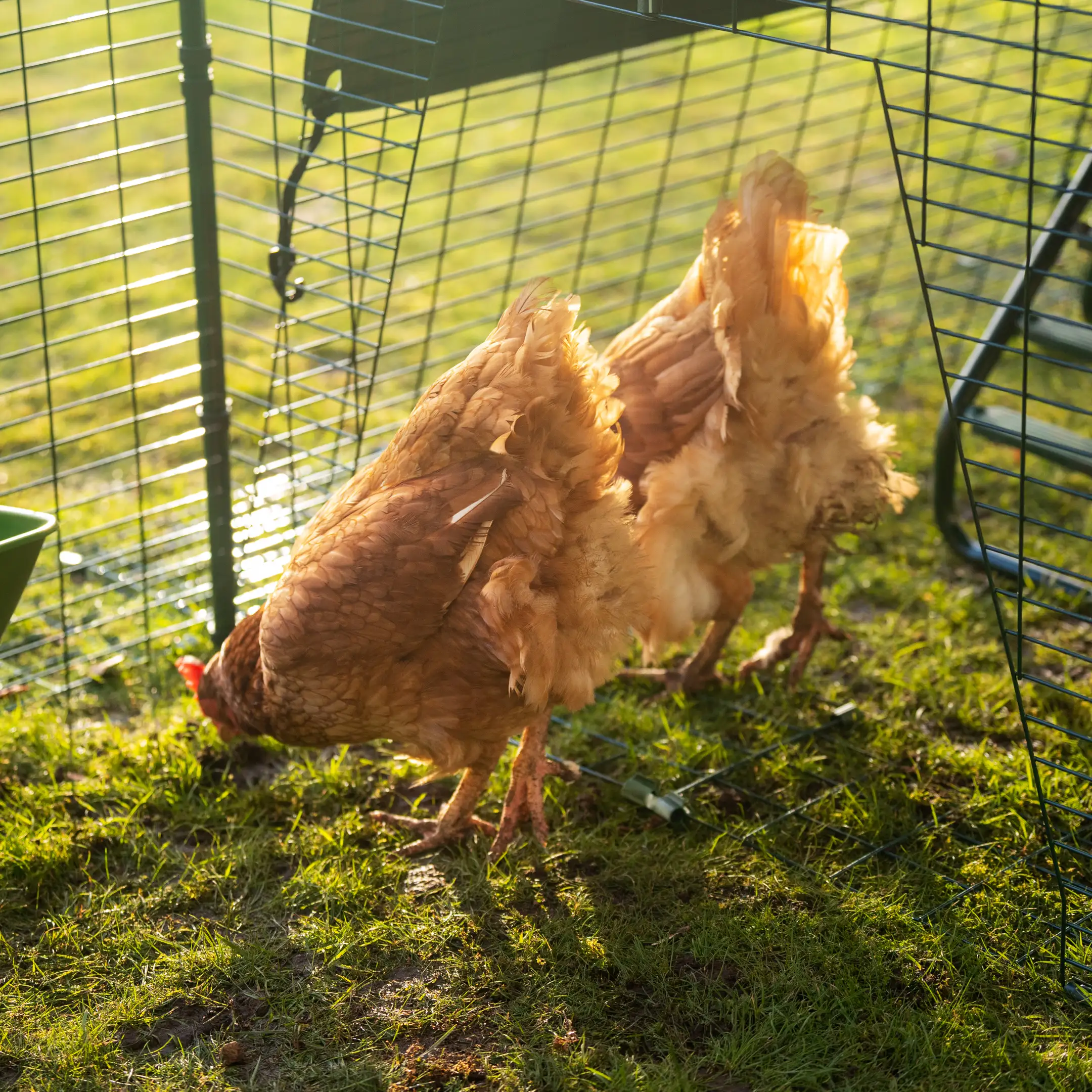 210-walk-in-chicken-run-12ft-x-15ft-1.jpg