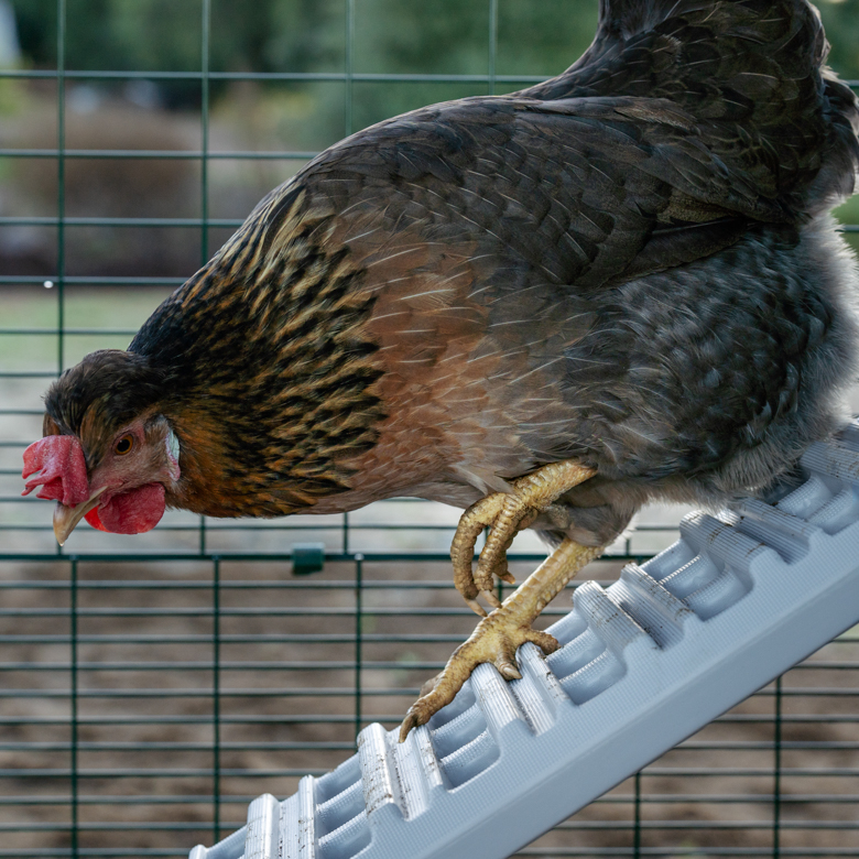 Ultimate Ladder for Eglu Cube Chicken Coop