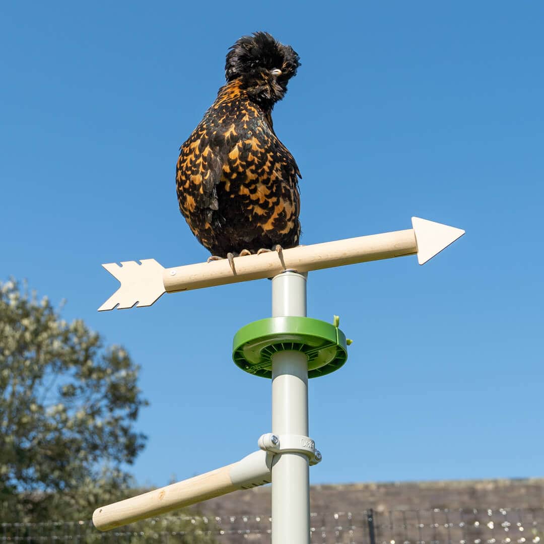Freestanding Chicken Perch - Perching Pleasure Kit