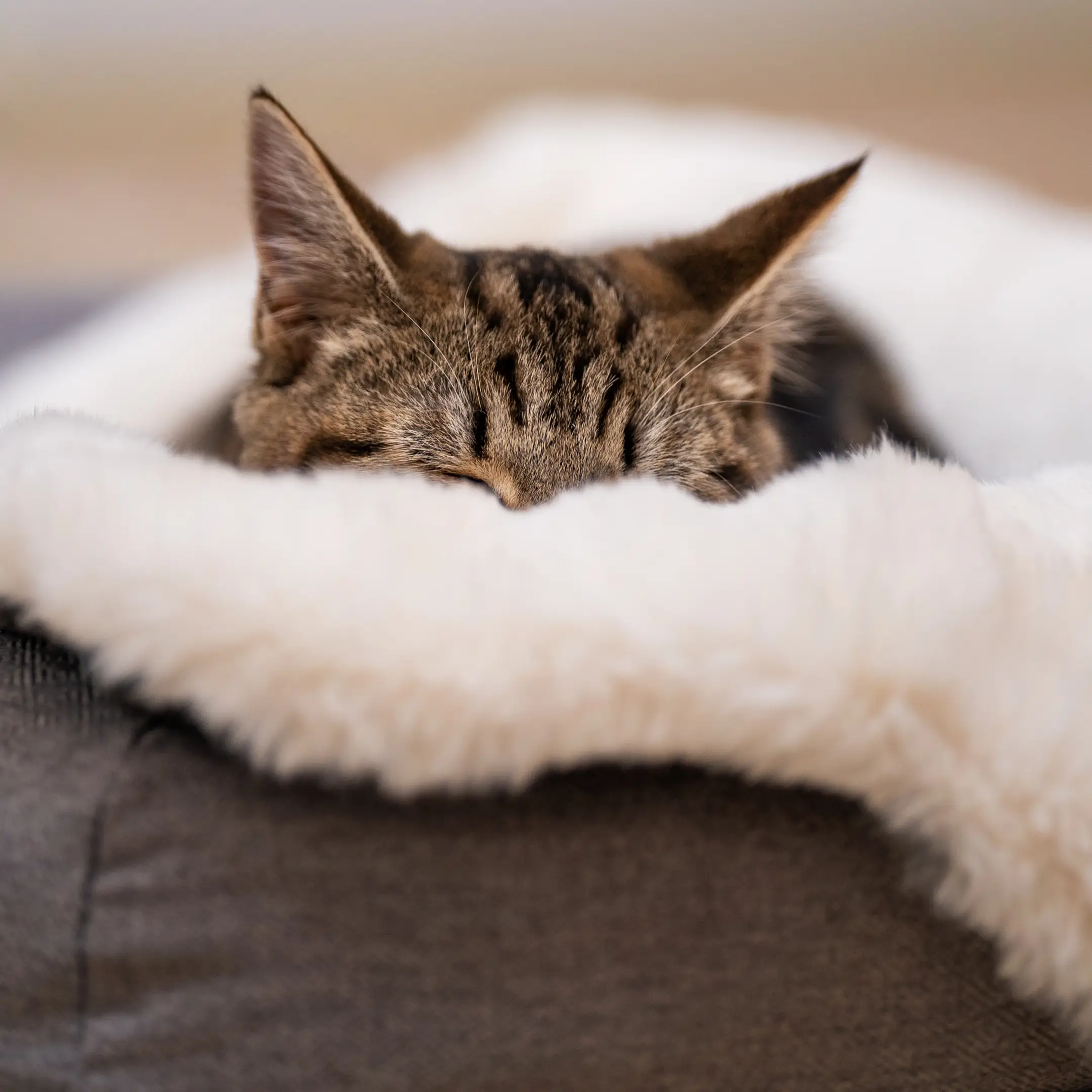 Luxury Faux Sheepskin Cat Blanket - Large - Omlet