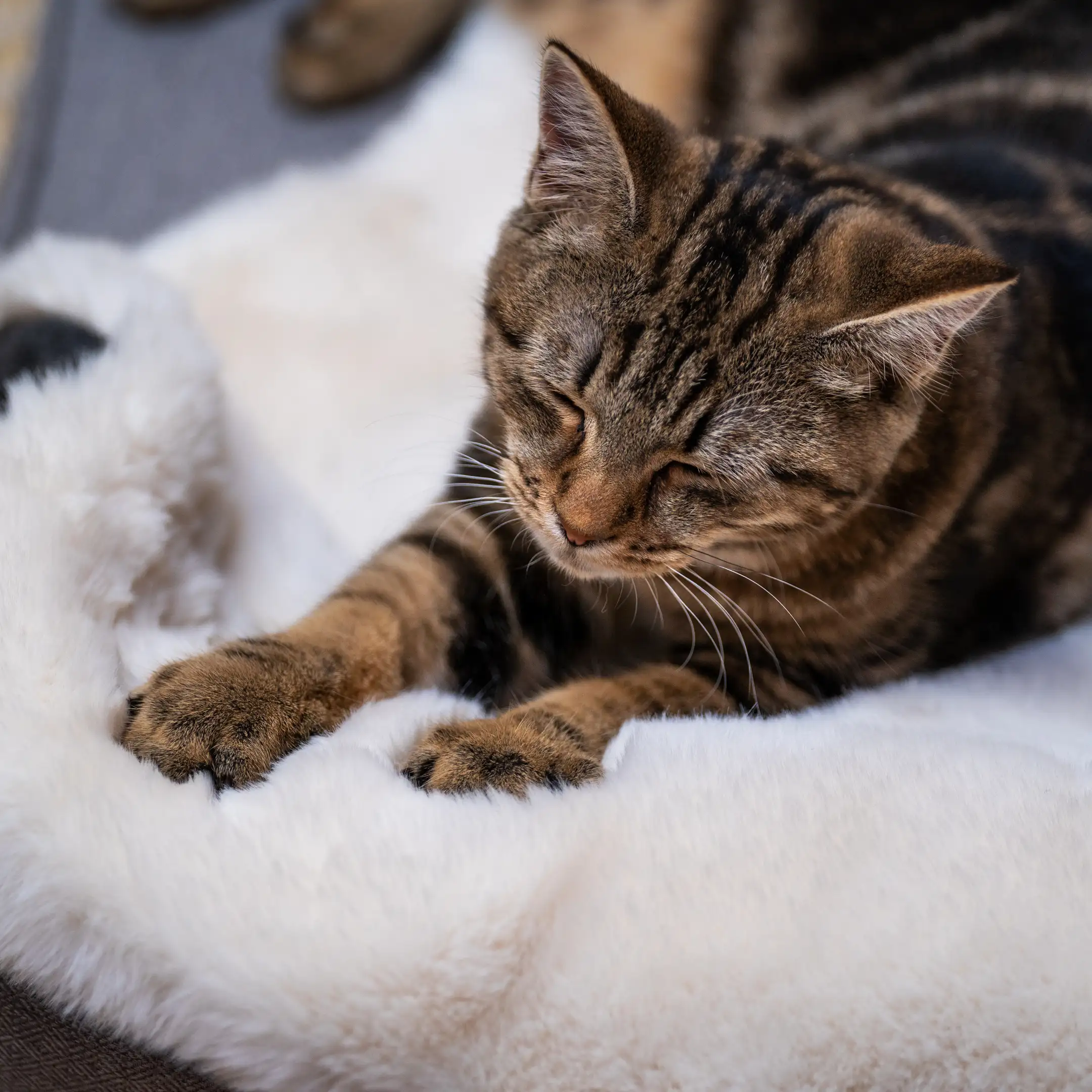 32-luxury-faux-sheepskin-cat-blanket-small-1.webp