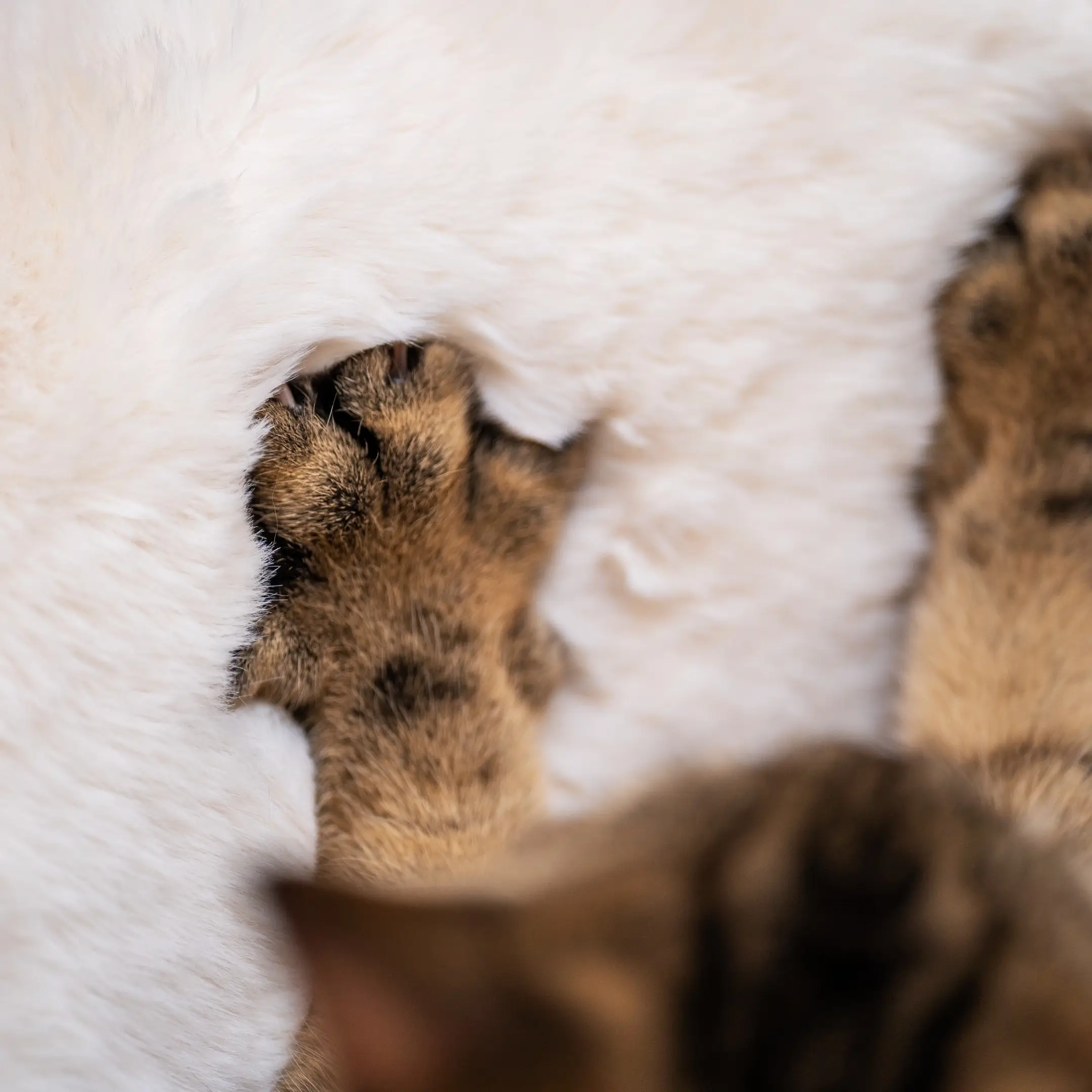 32-luxury-faux-sheepskin-cat-blanket-small-1.webp