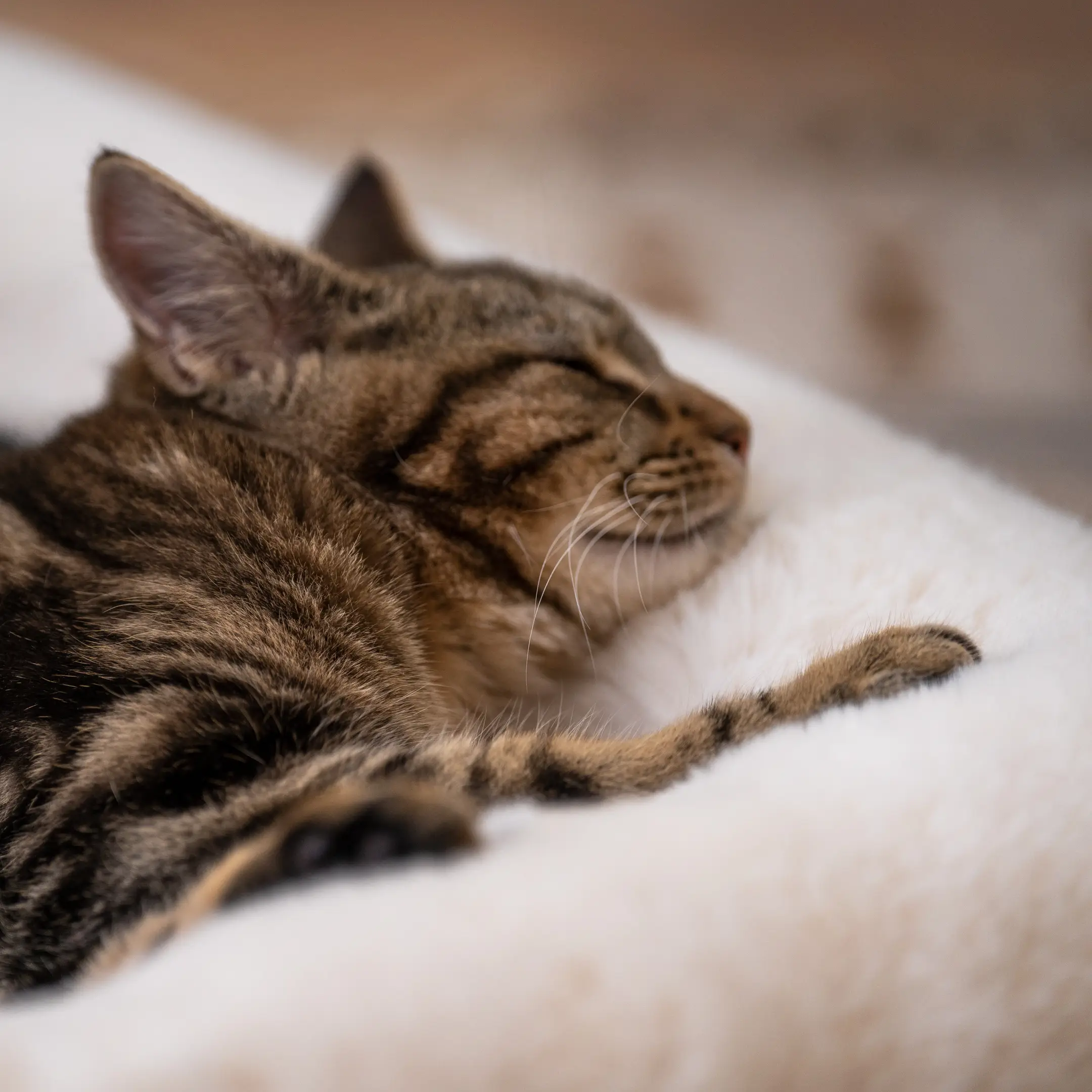 32-luxury-faux-sheepskin-cat-blanket-small-1.webp