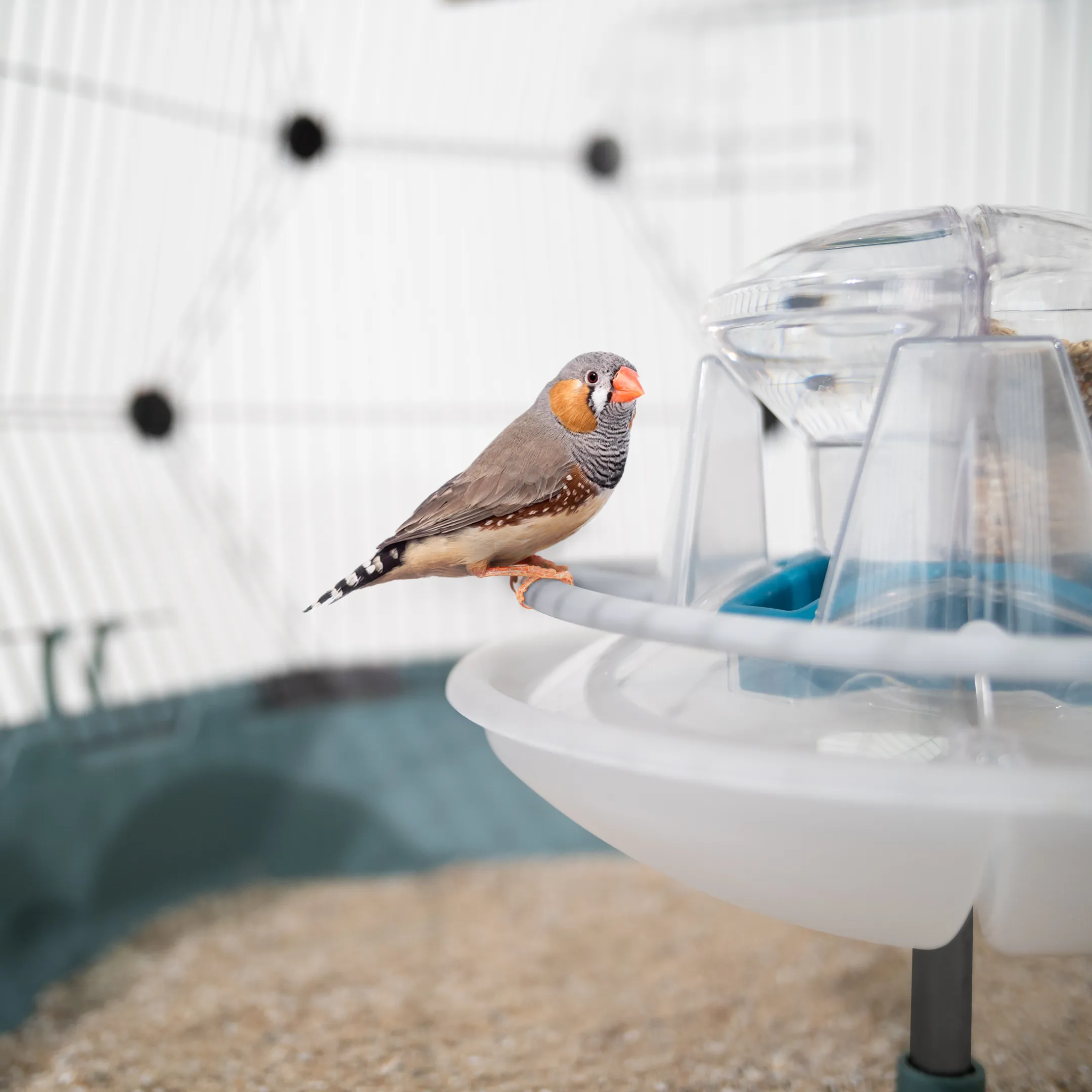343-geo-bird-cage-feeder-and-drinker-1.webp