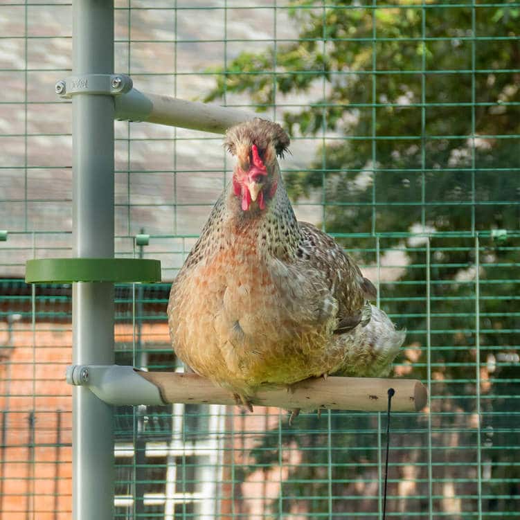 PoleTree Chicken Perch - The Eggonomical Kit - 5.5- 7 ft.