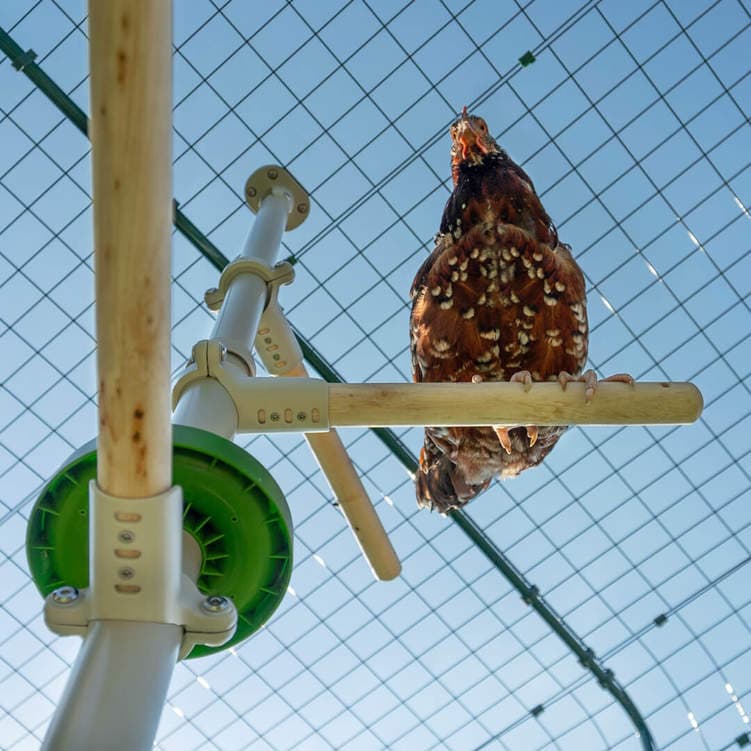 350-poletree-chicken-perch-the-eggonomical-kit-5-5-7-ft–1.jpg