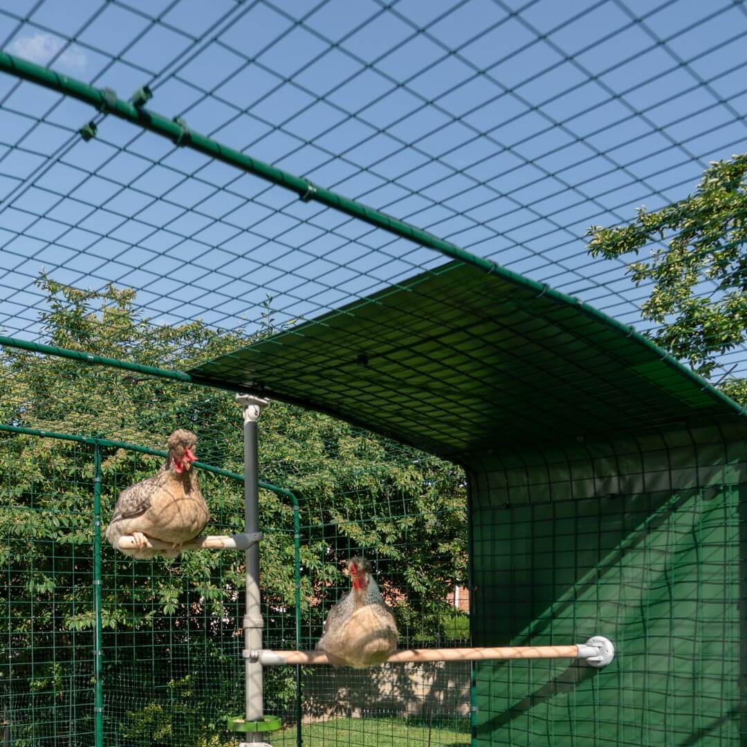 405-poletree-chicken-perch-the-ultimegg-kit-5-5-7ft–1.png