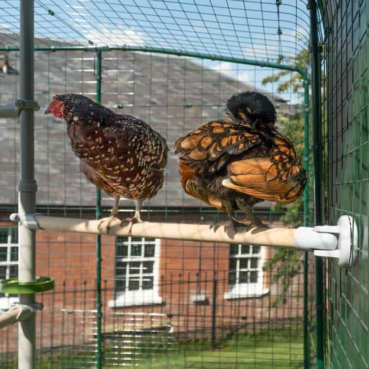 405-poletree-chicken-perch-the-ultimegg-kit-5-5-7ft–1.png