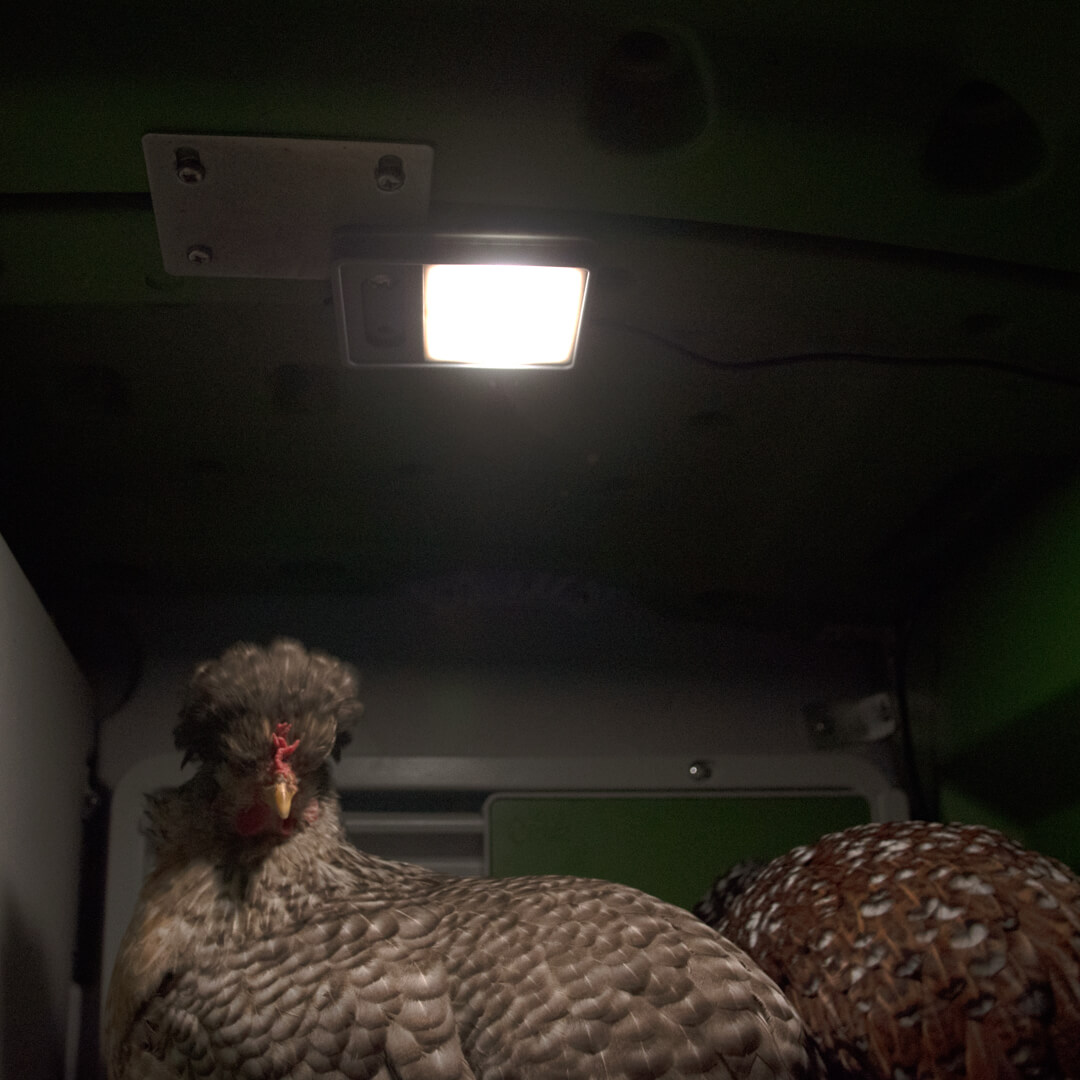 468-coop-light-automatic-chicken-coop-door-1.jpg
