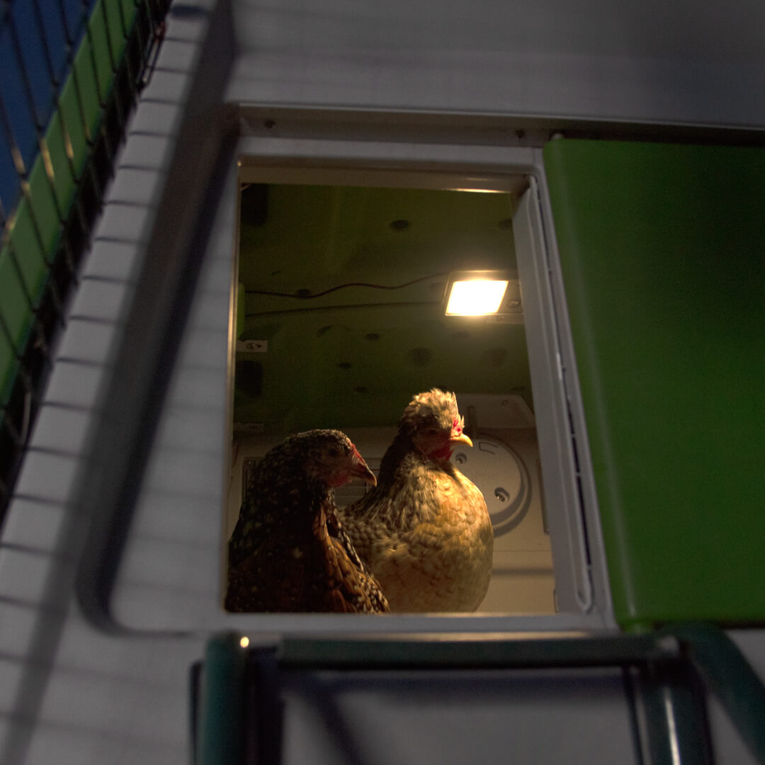 468-coop-light-automatic-chicken-coop-door-1.jpg