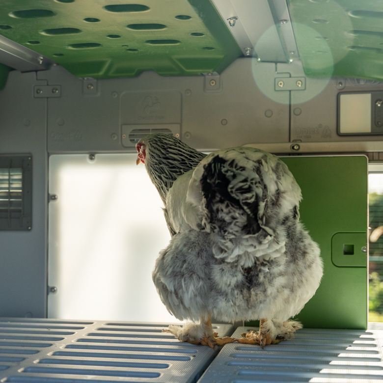 468-coop-light-automatic-chicken-coop-door-1.jpg