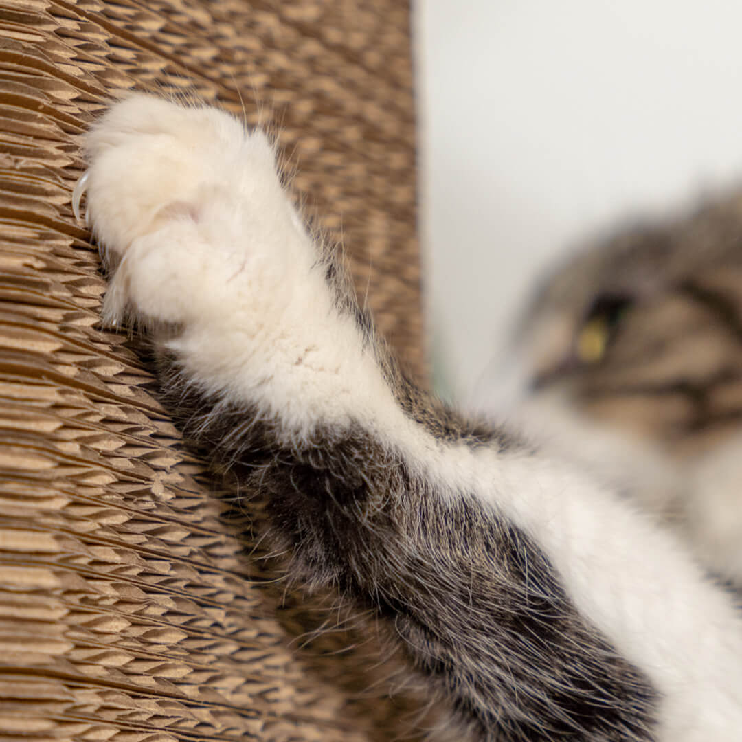 477-refillable-cardboard-cat-scratching-post-tall-1.jpg