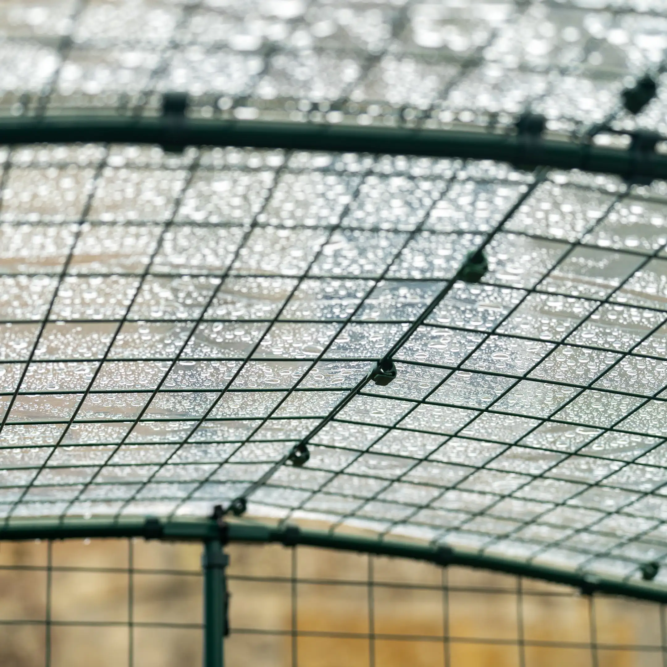 Clear Chicken Run Cover - 6ft x 9ft