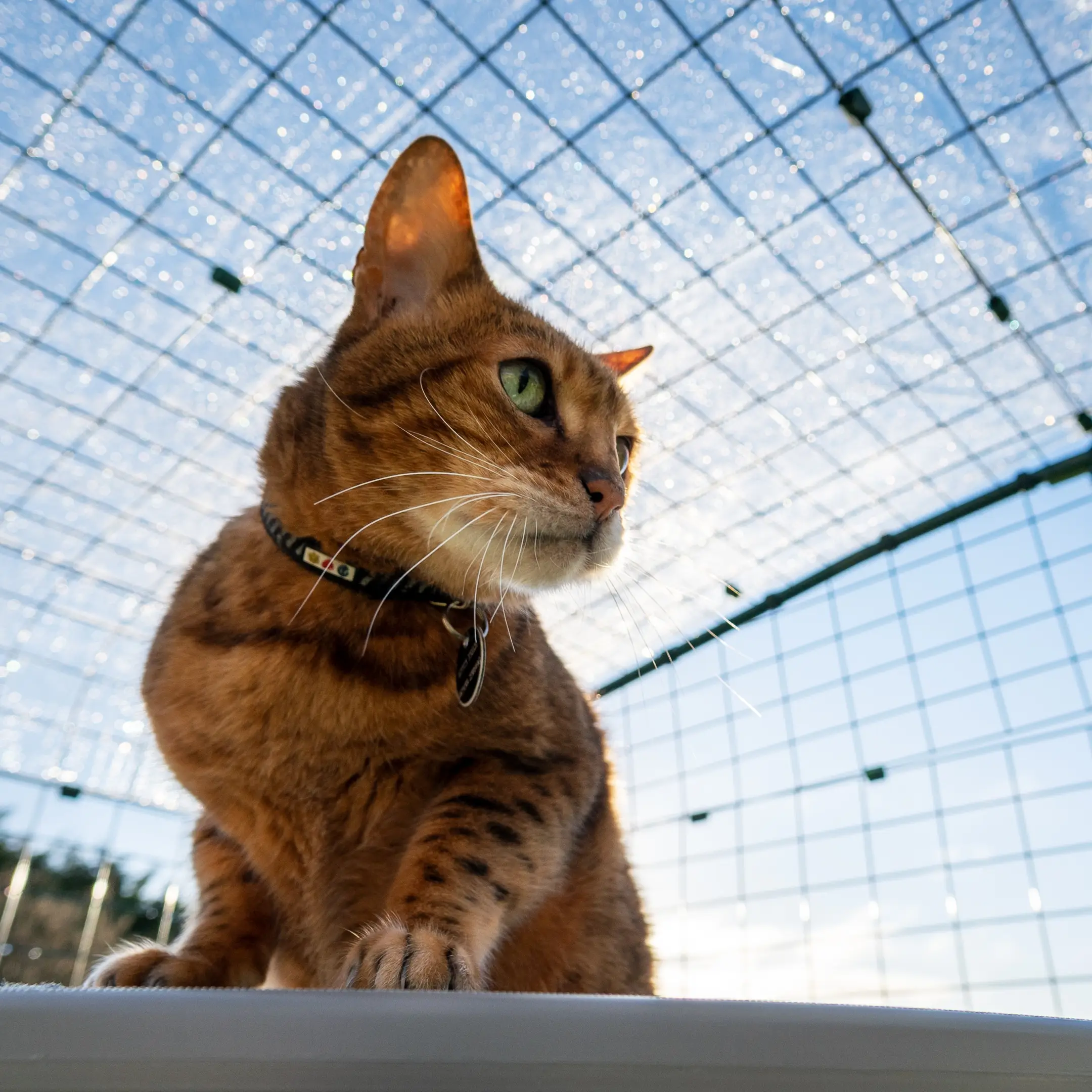 Clear Catio Cat Run Cover - 6ft x 6ft