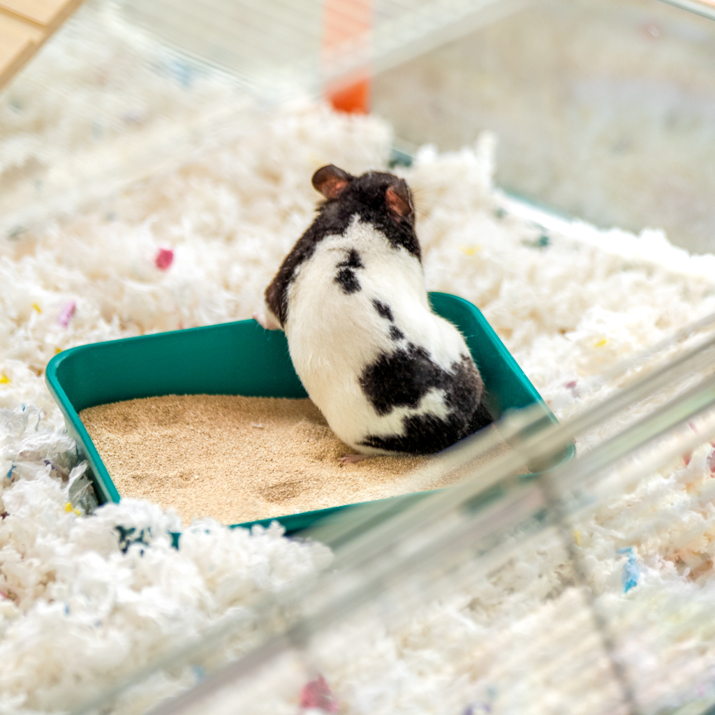Hamster Sand Bath