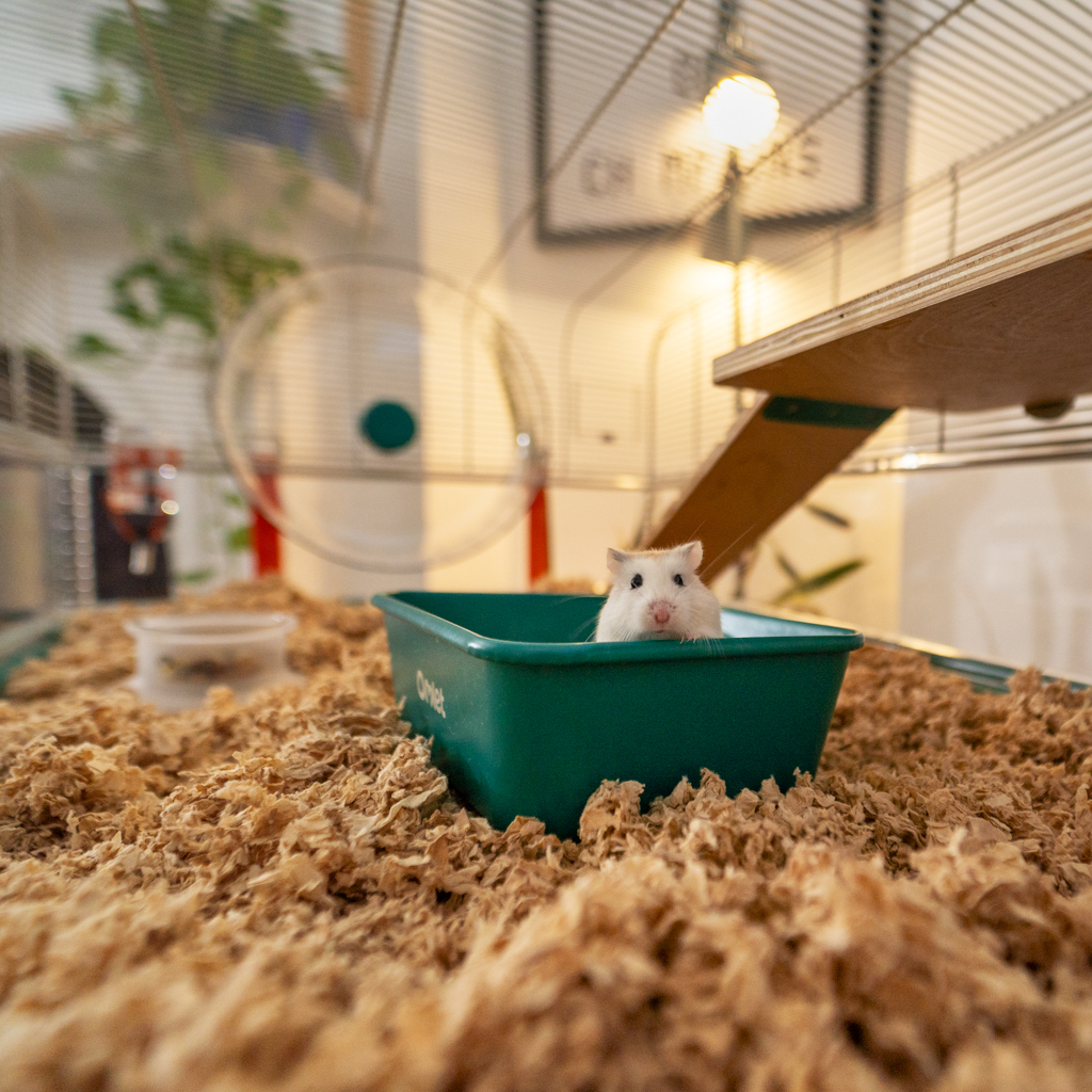 Hamster Sand Bath