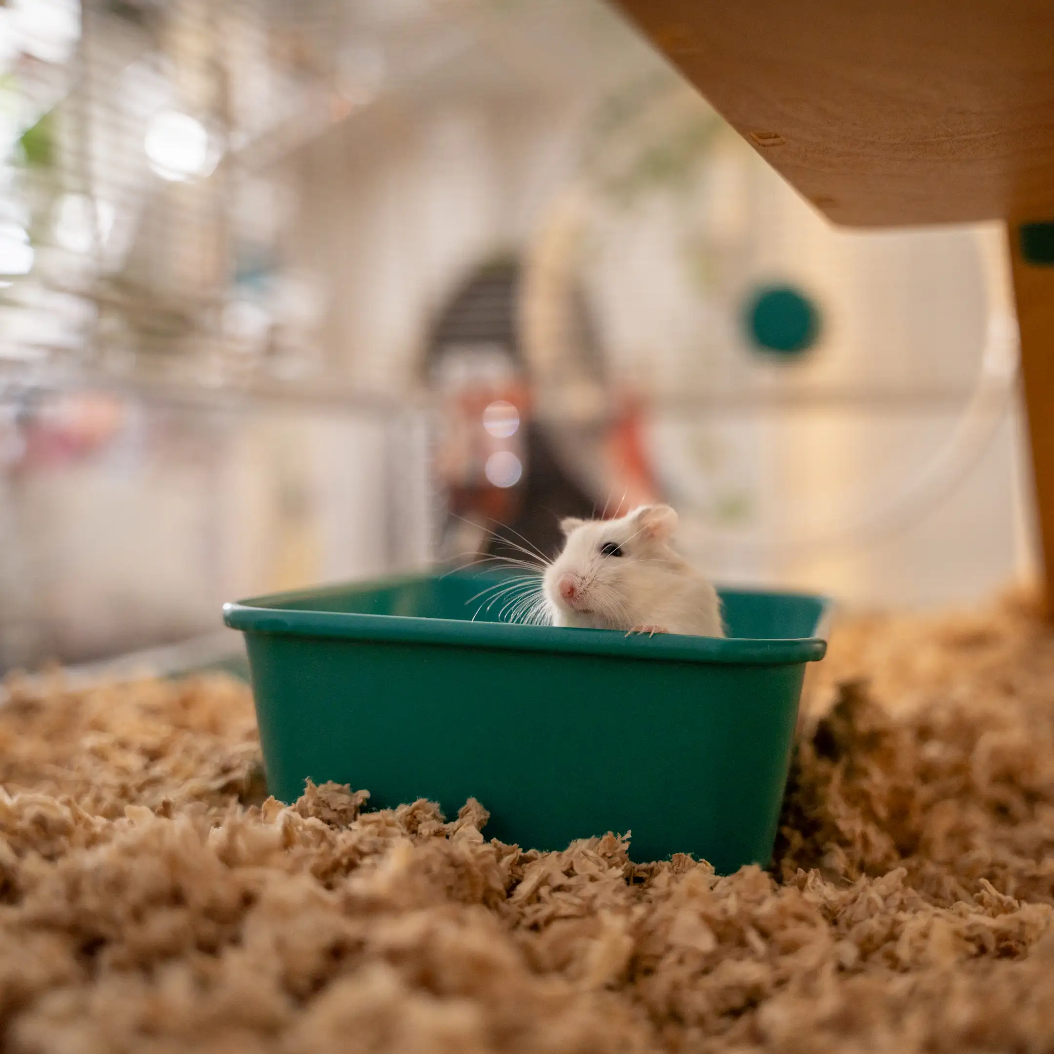 76-hamster-sand-bath-1.jpg